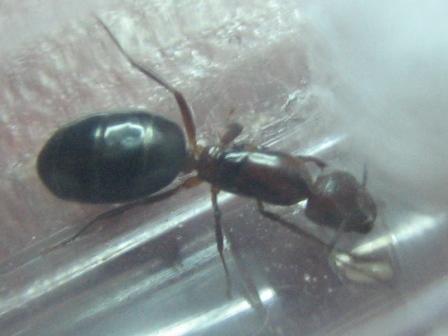 неизвестная