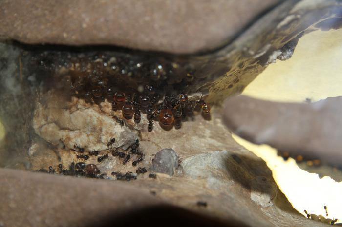 Camponotus inflatus в неволе