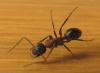 Camponotus ligniperda (Европейский муравей-древоточец)
