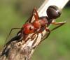 Formica truncorum (красноголовый муравей)