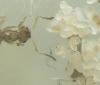 Lasius niger