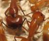 Camponotus hova