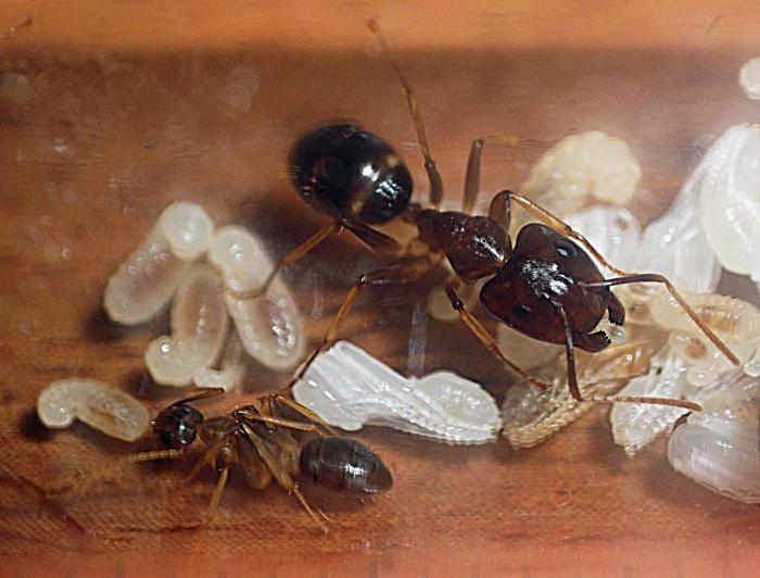 Заболевшие муравьи