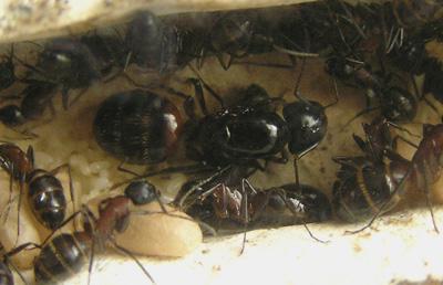 Camponotus ligniperda