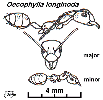 oecophylla_longinoda_bt.gif