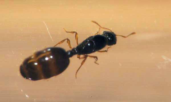 Solenopsis fugax