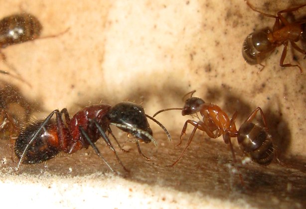 Camponotus ligniperda