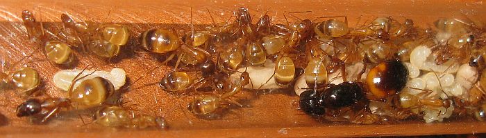 Camponotus sanctus