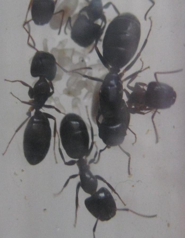 _Camponotus_tokioensis.jpg