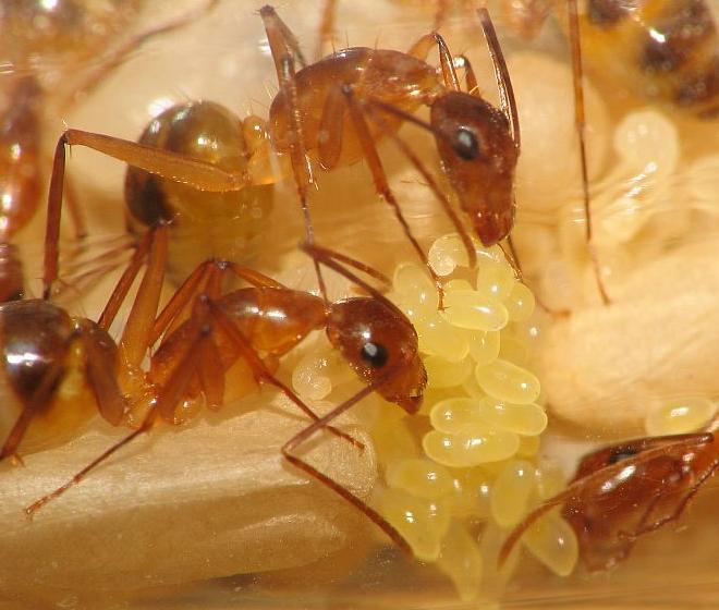 Camponotus Madagascar