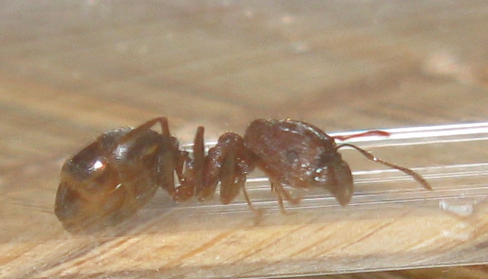 pheidole_yeensis_1.JPG