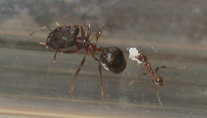 pheidole_yeensis_4.JPG