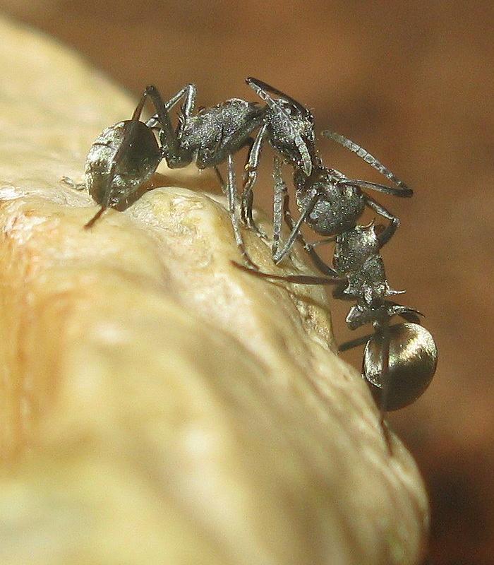 polyrhachis_dives_4849.jpg