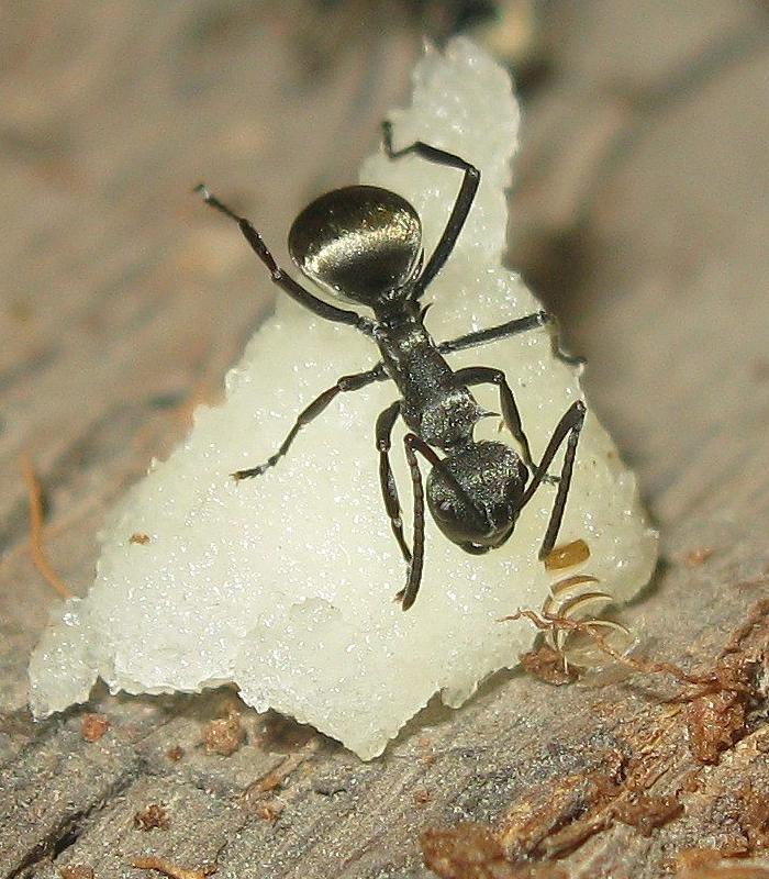 polyrhachis_dives_4867.jpg