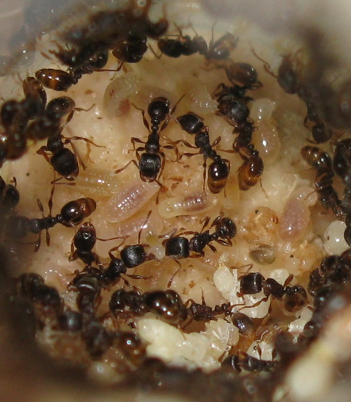 муравьиная ферма