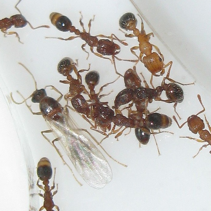 tetramorium_bicarinatum__4911.JPG