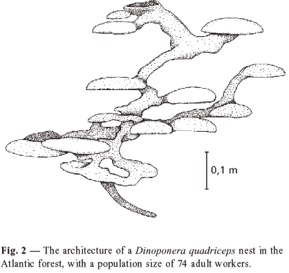 dinoponera qadriceps.gif
