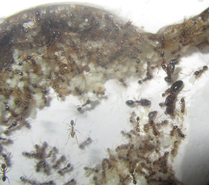 pheidole_kamera.JPG