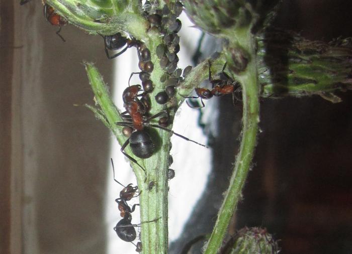 rufa-aphids3.jpg