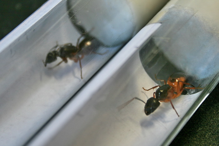 Camponotus fellah vs Camponotus sp. Cleopatra