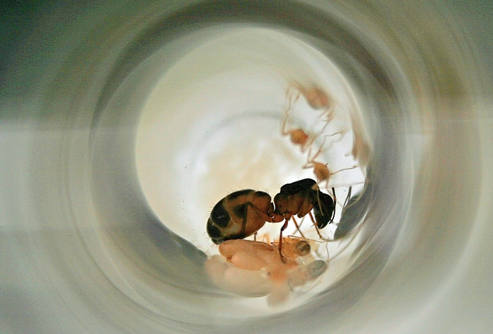 Camponotus sanctus 1.JPG