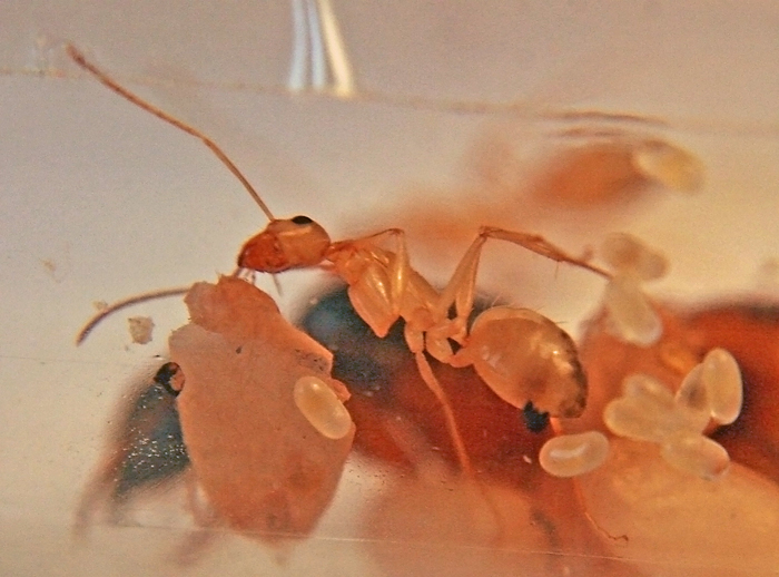 Camponotus sanctus 3.JPG