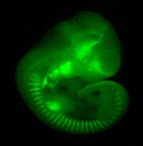 GFP_exp2.png