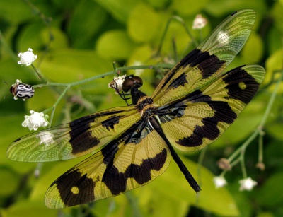 400px-Rhyothemis_variegata.jpg