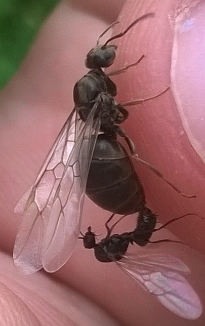 У мух есть пол. Мухи спариваются. Половой орган у муравьев.