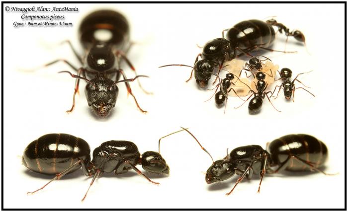 Camponotus-piceus.jpg
