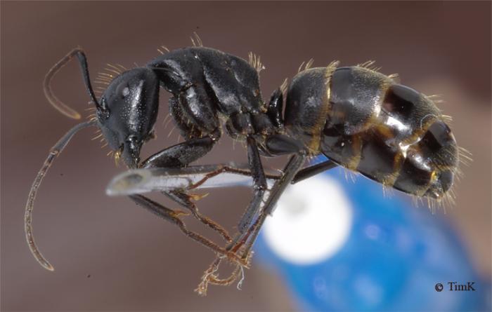 Camponotus saxatilis L.jpg