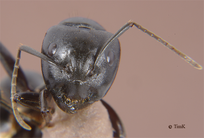 Camponotus saxatilis2L.jpg