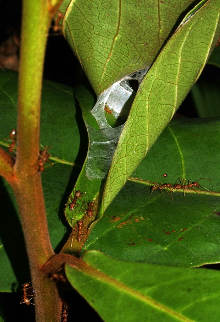 Oecophylla nest