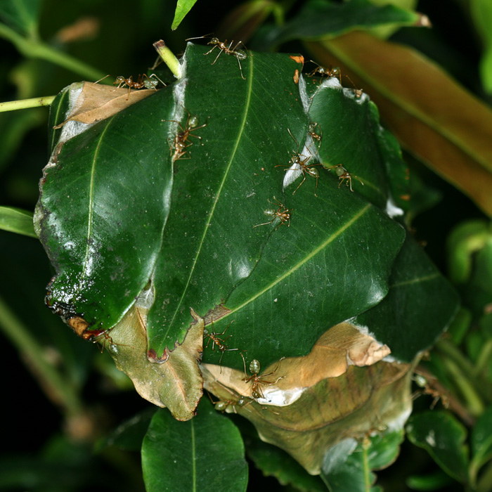 Oecophylla smaragdina, гнездо в виде шара