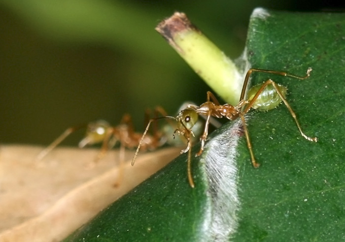 Oecophylla smaragdina рабочий