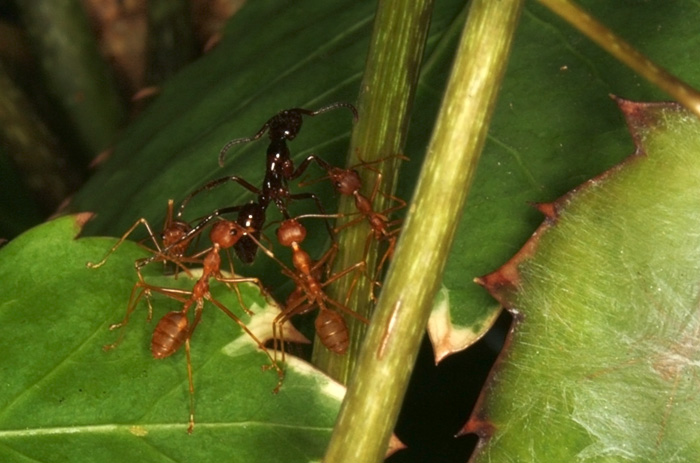 Защищают от других муравьёв