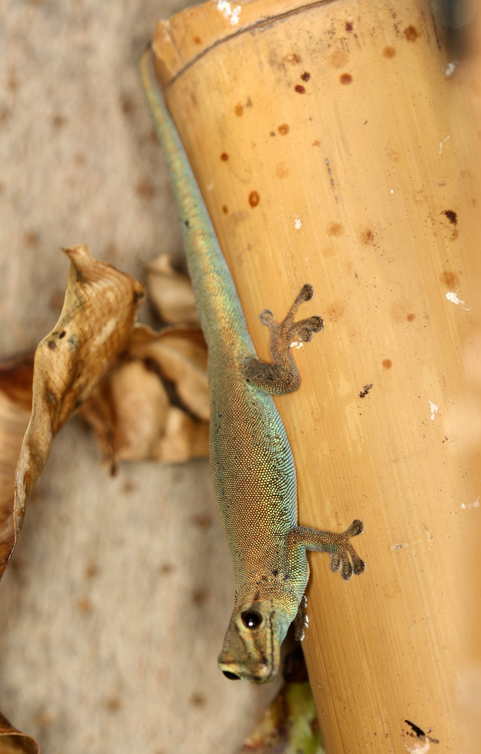 lygodactylus williamsi ♀