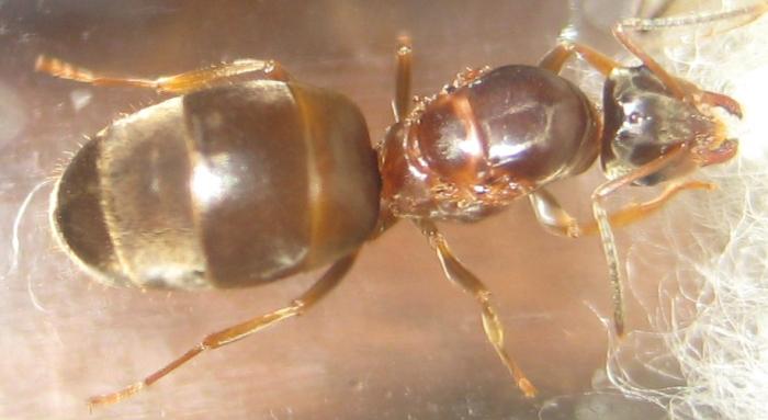 Lasius emarginatus