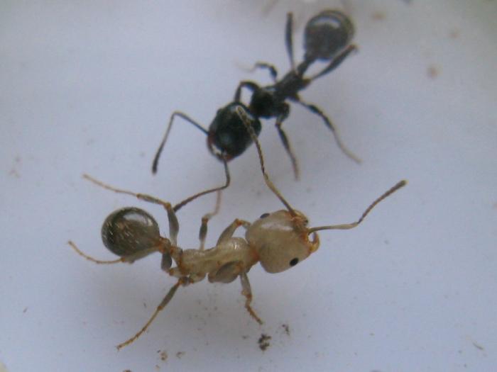 Заболевшие муравьи. Муравьи жнецы гнездо. Личинка муравья жнеца. Имаго муравья жнеца. Куколка муравья жнеца.