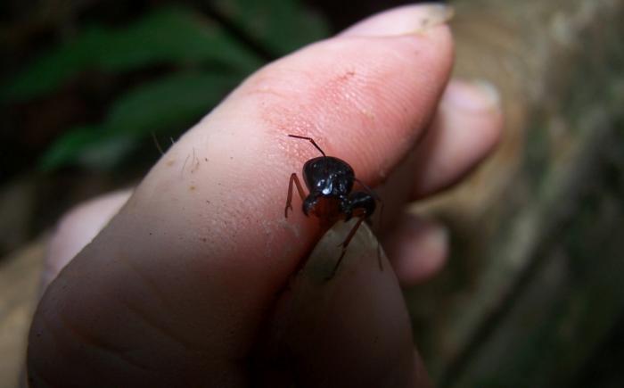 camponotus soldier.jpg