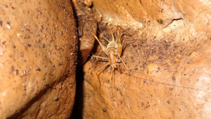 cave cricket.jpg