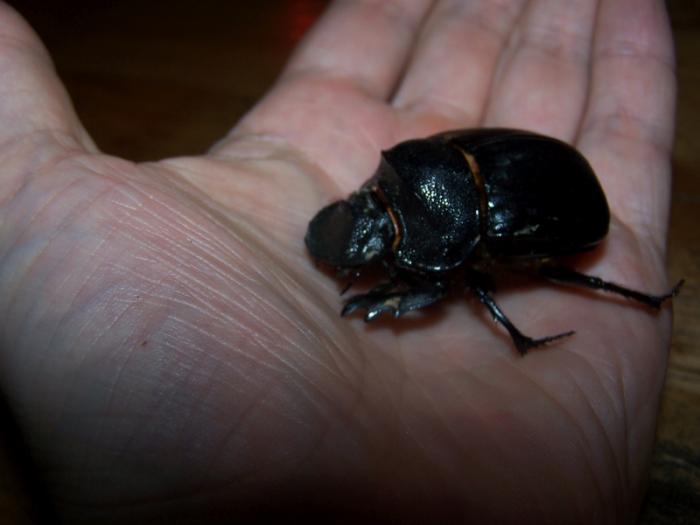dung beetle-2.jpg
