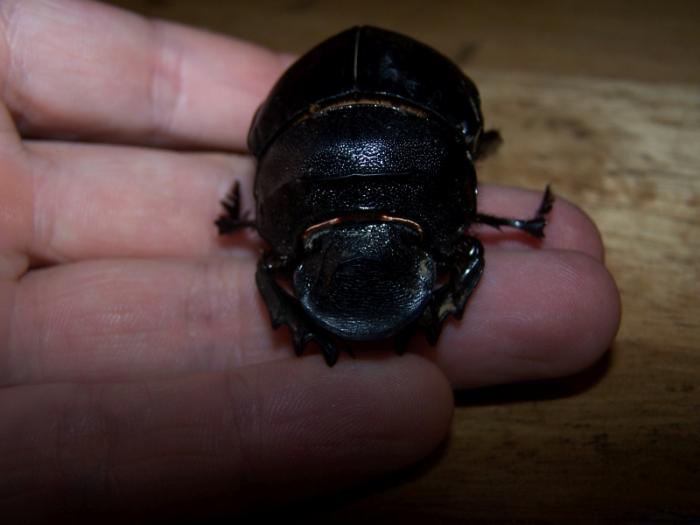 dung beetle.jpg