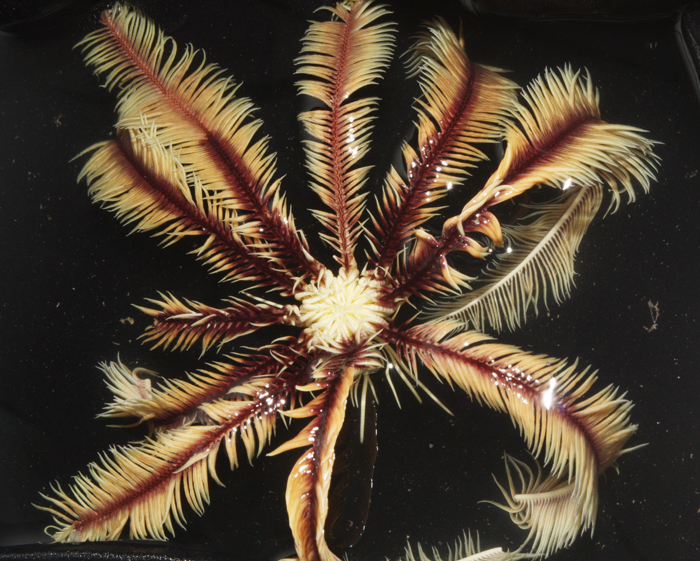 crinoid 1700.jpg