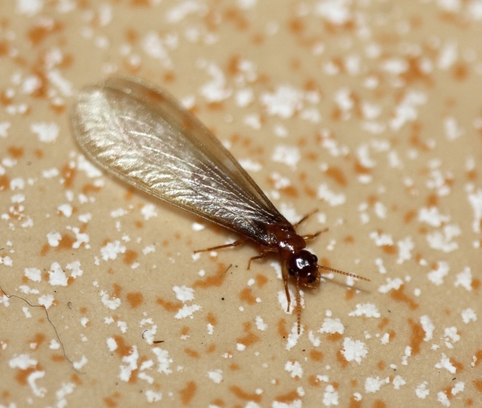 termitfly.jpg