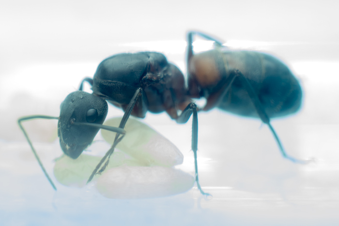 Camponotus cruentatus