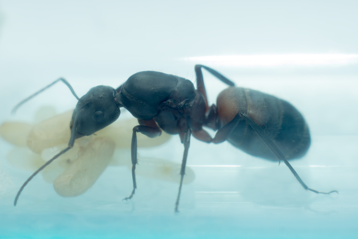 Camponotus cruentatus