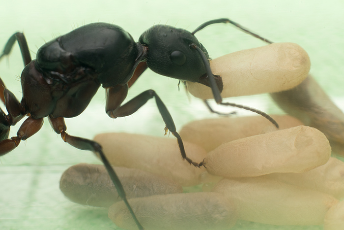 Camponotus cruentatus