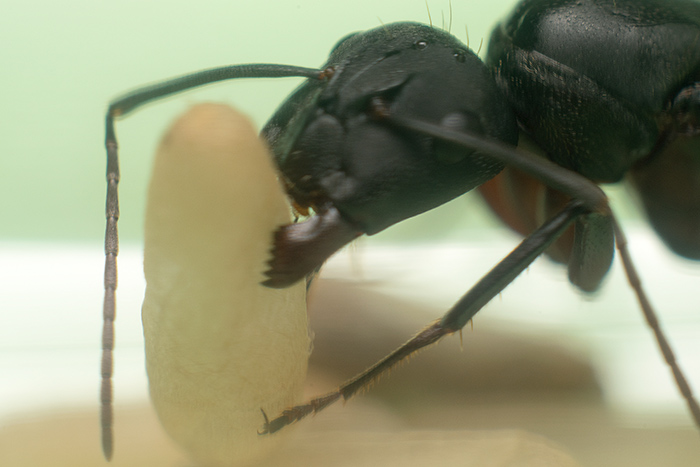 Camponotus cruentatus