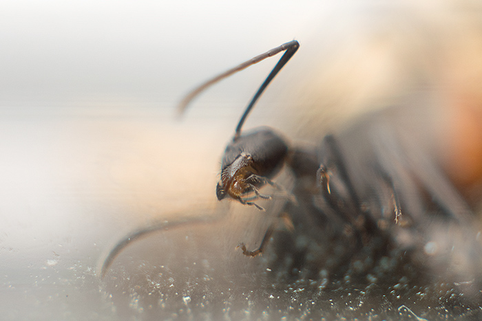 Camponotus cruentatus